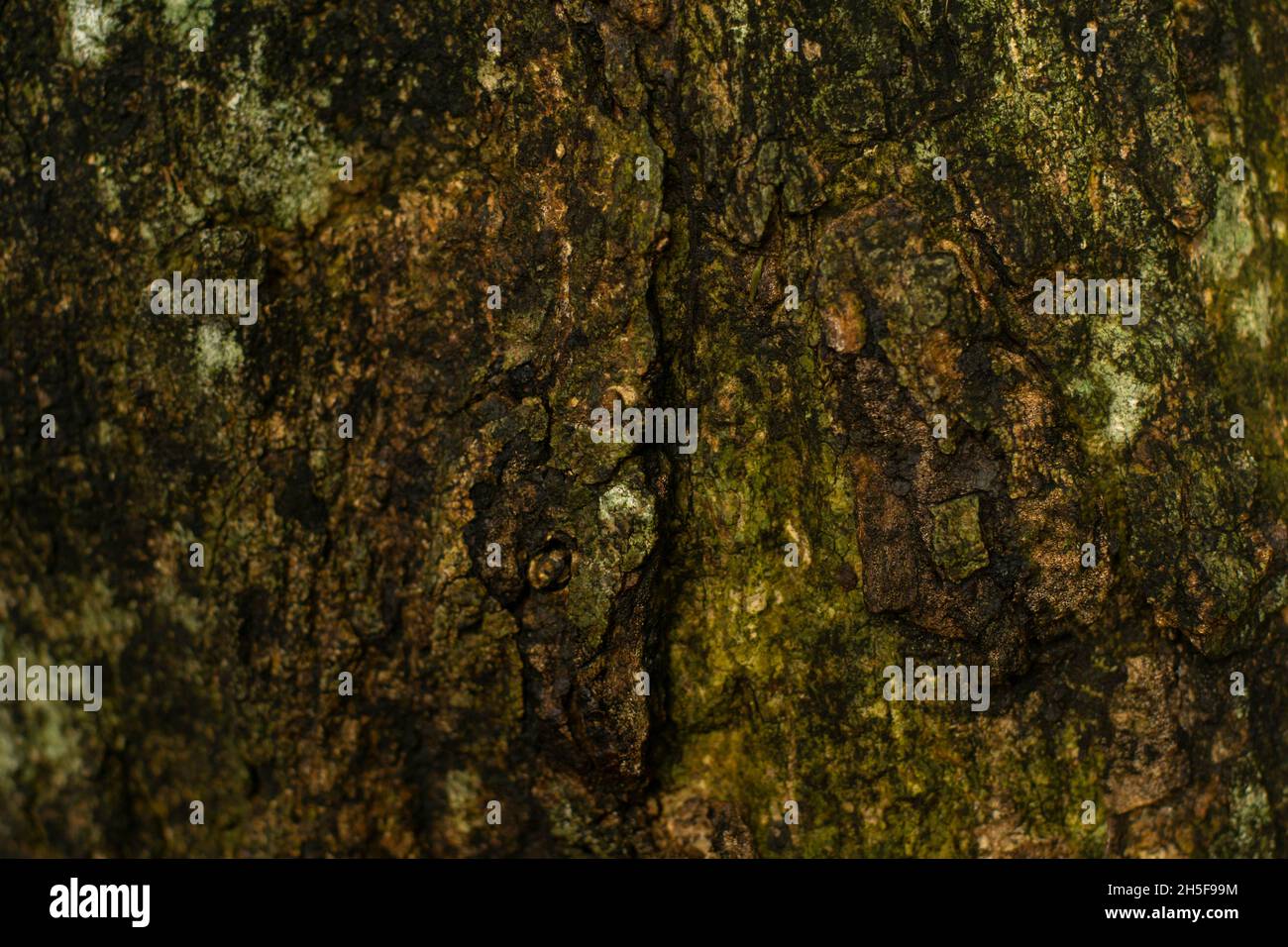 La texture close-up di corteccia di albero. La superficie ruvida di albero naturale corteccia sfondo e tronco. Foto Stock