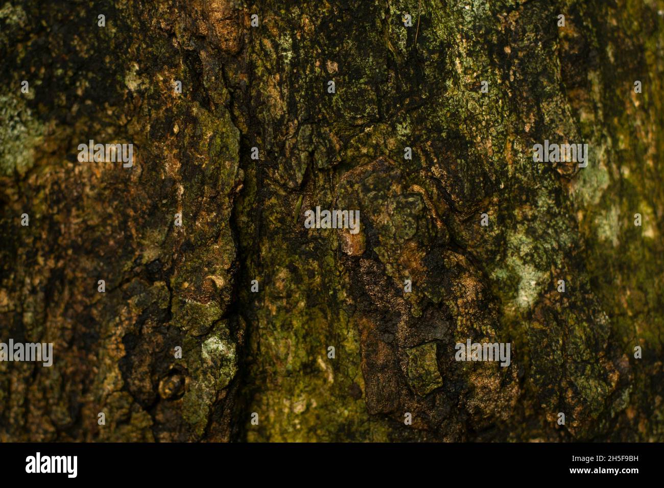 La texture close-up di corteccia di albero. La superficie ruvida di albero naturale corteccia sfondo e tronco. Foto Stock