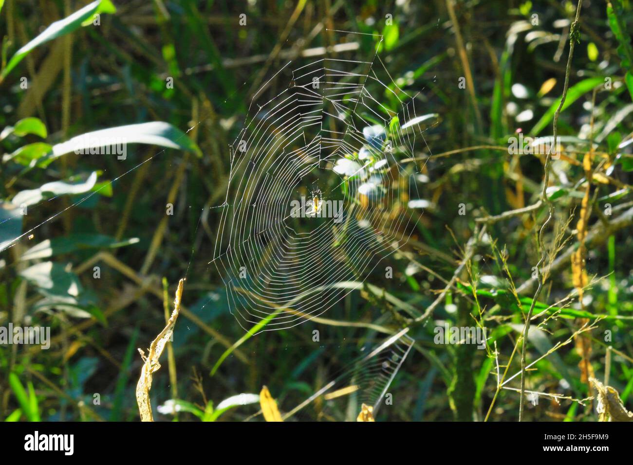 Spider's Web, uno degli elementi più intriganti della natura. Nella foresta Atlantica, tra l'immensità delle foglie, brilla la ragnatela. Foto Stock