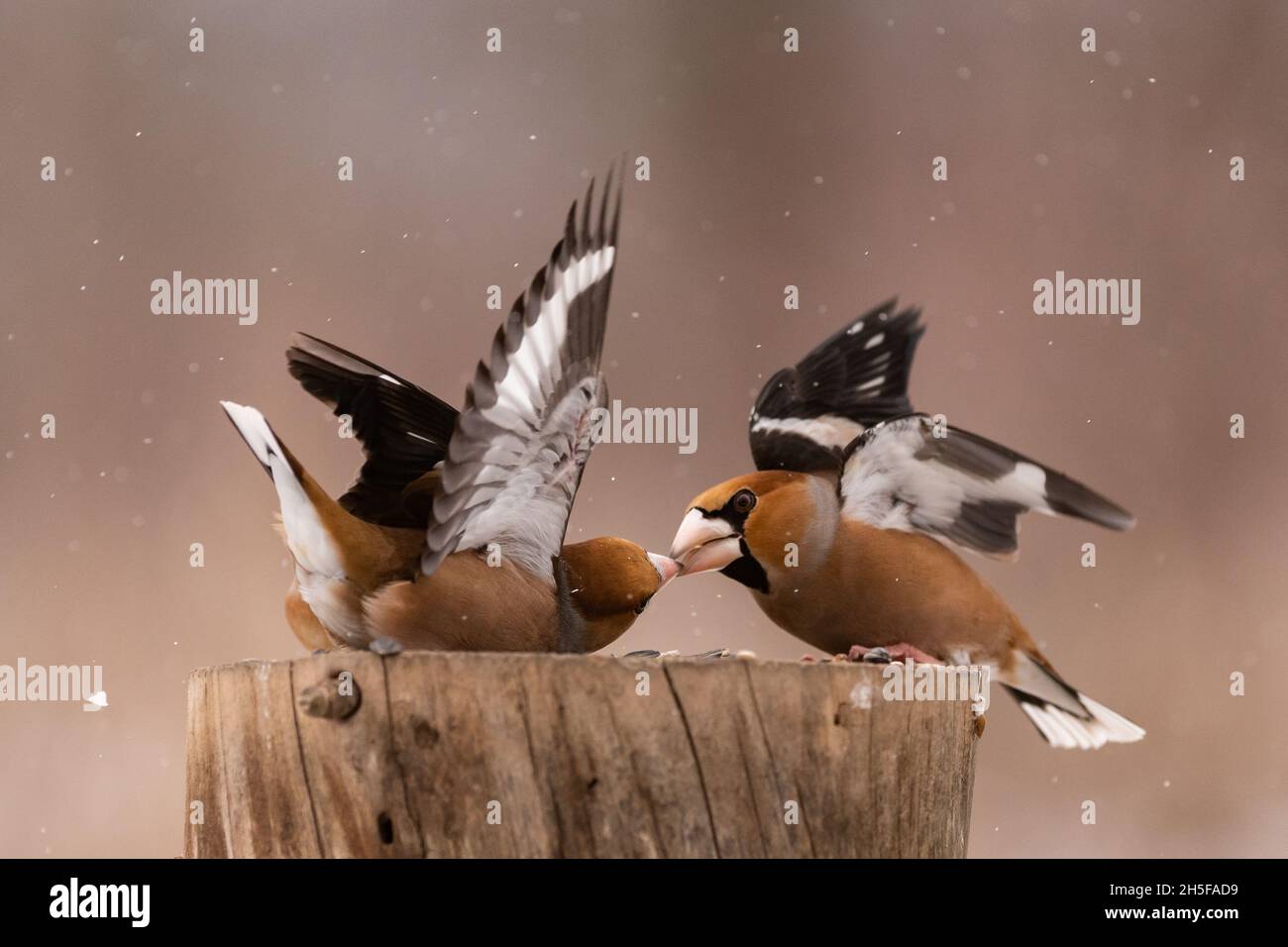 Hawfinch Coccodraustes coccodraustes. I songbirds combattono sull'alimentatore per il cibo in inverno. Foto Stock