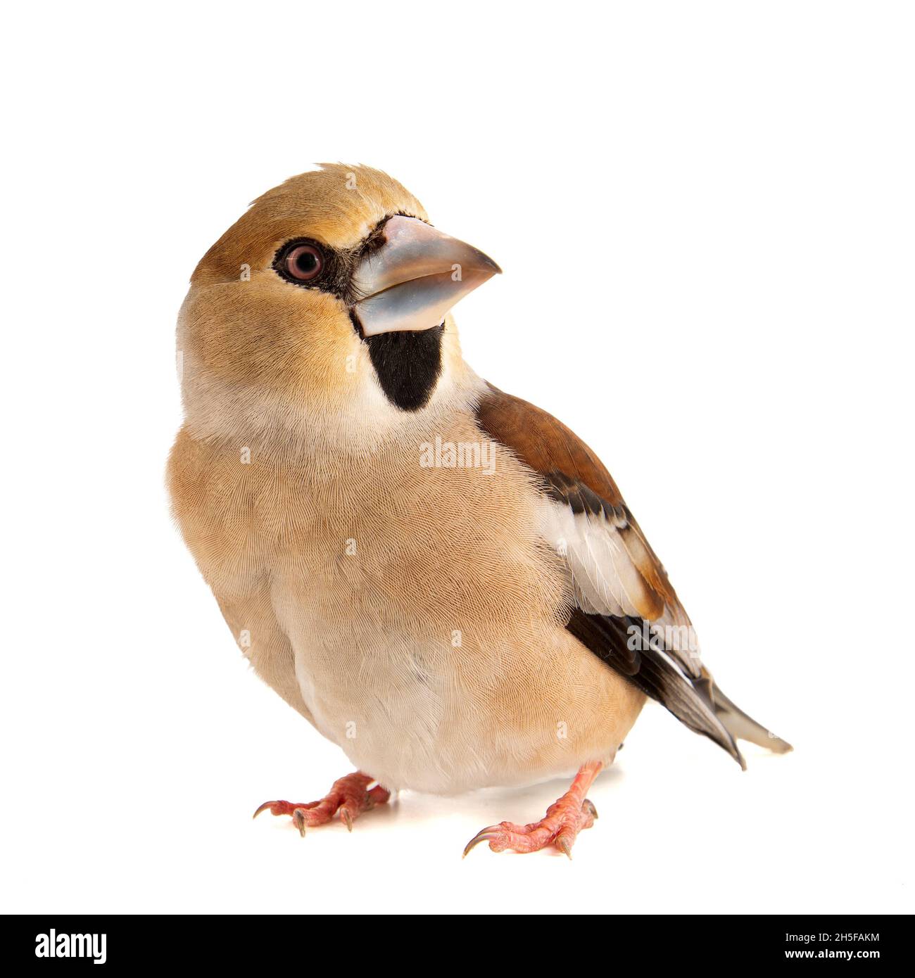 Hawfinch Coccodraustes coccodraustes, isolato su sfondo bianco. Foto Stock