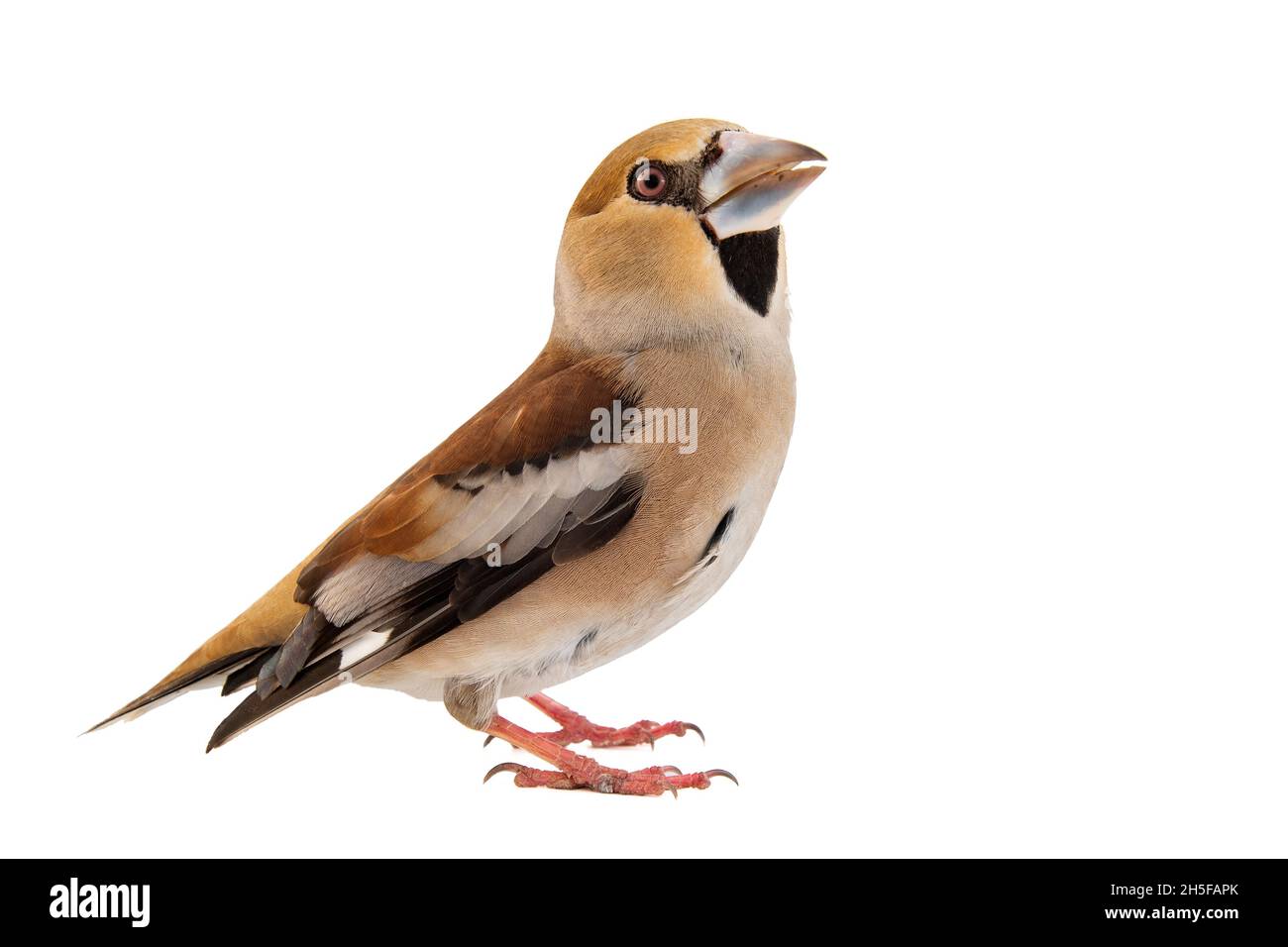 Hawfinch Coccodraustes coccodraustes, isolato su sfondo bianco. Foto Stock