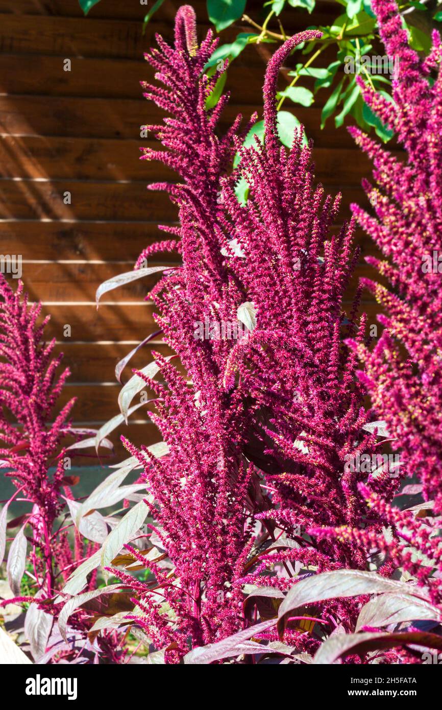 Amaranto Rosso (Amaranthus cruentus) infiorescenza closeup sulla giornata di sole Foto Stock