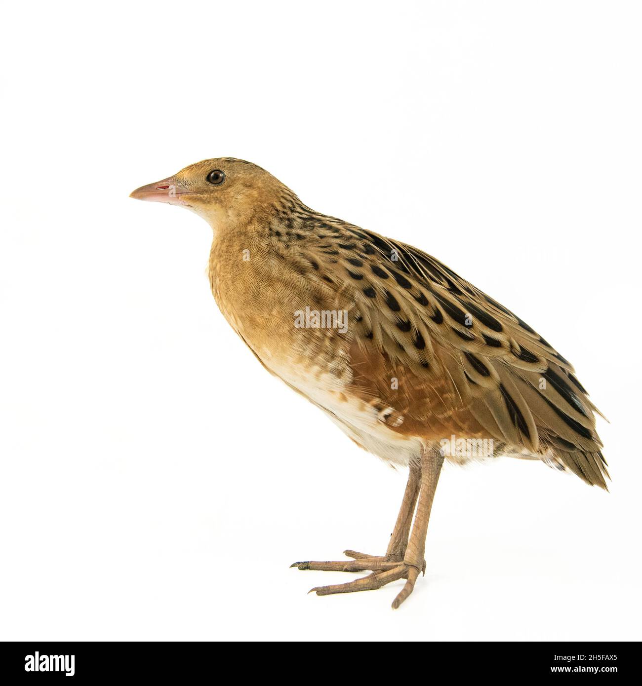 Corncrake o Landrail Crex crex, isolato su bianco. Foto Stock