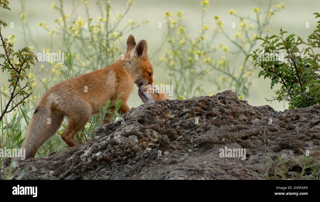 Due simpatiche volpi giovani. Vulpes vulpes. Nel selvaggio. Foto Stock