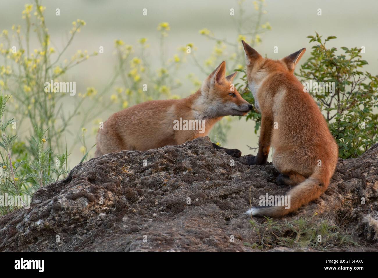 Due simpatiche volpi giovani. Vulpes vulpes. Foto Stock