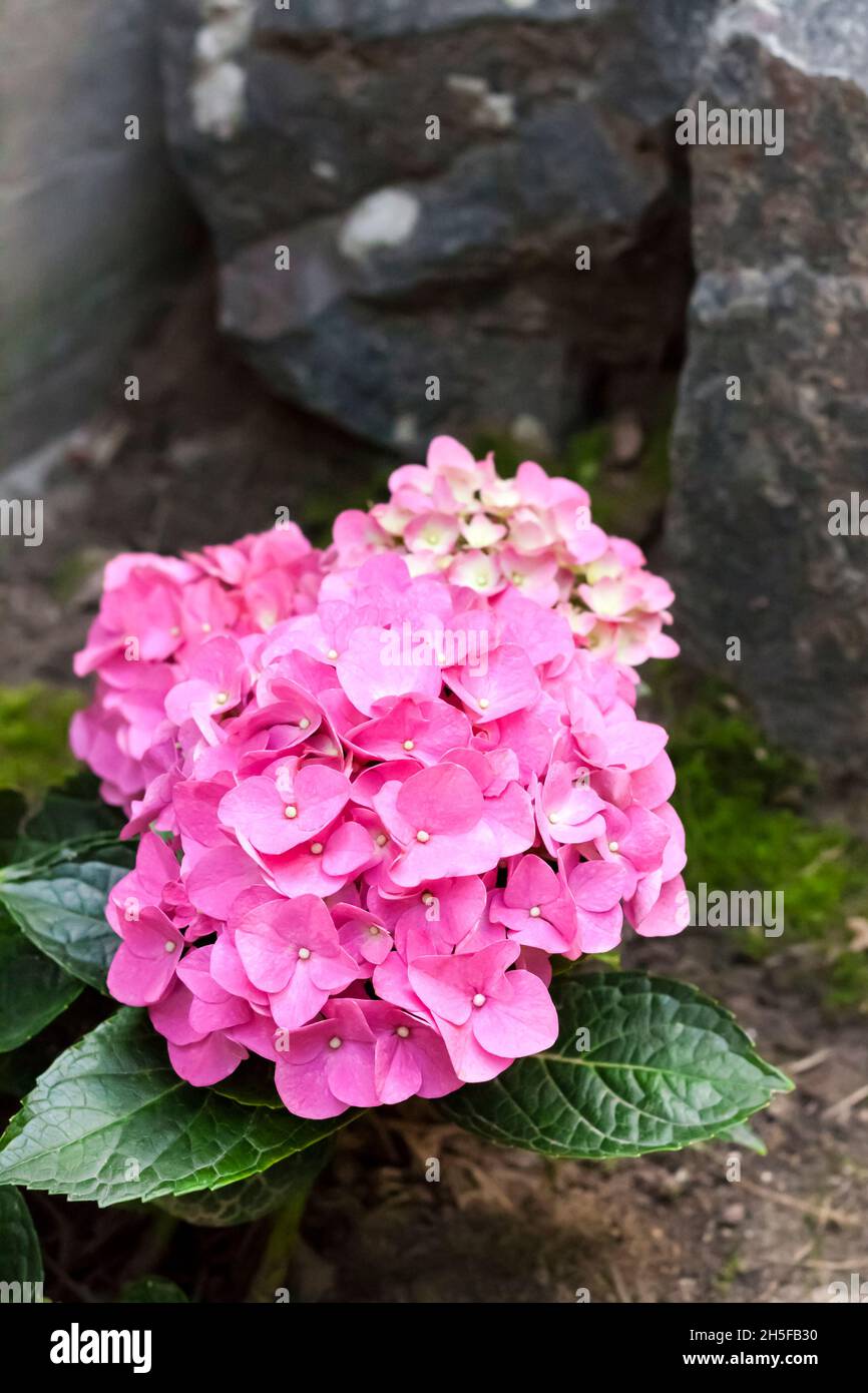 Rosa Hydrangea macrophylla (Bigleaf Hydrangea) closeup infiorescenze nel giardino estivo Foto Stock
