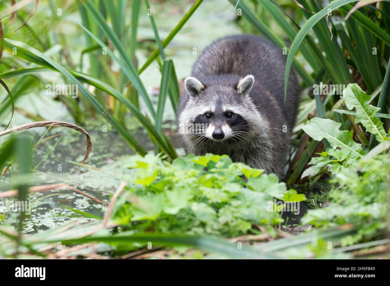 Waschbär, Waschbaer, Wasch-Bär, Procione lotor, raccoon, Raton laveur Foto Stock