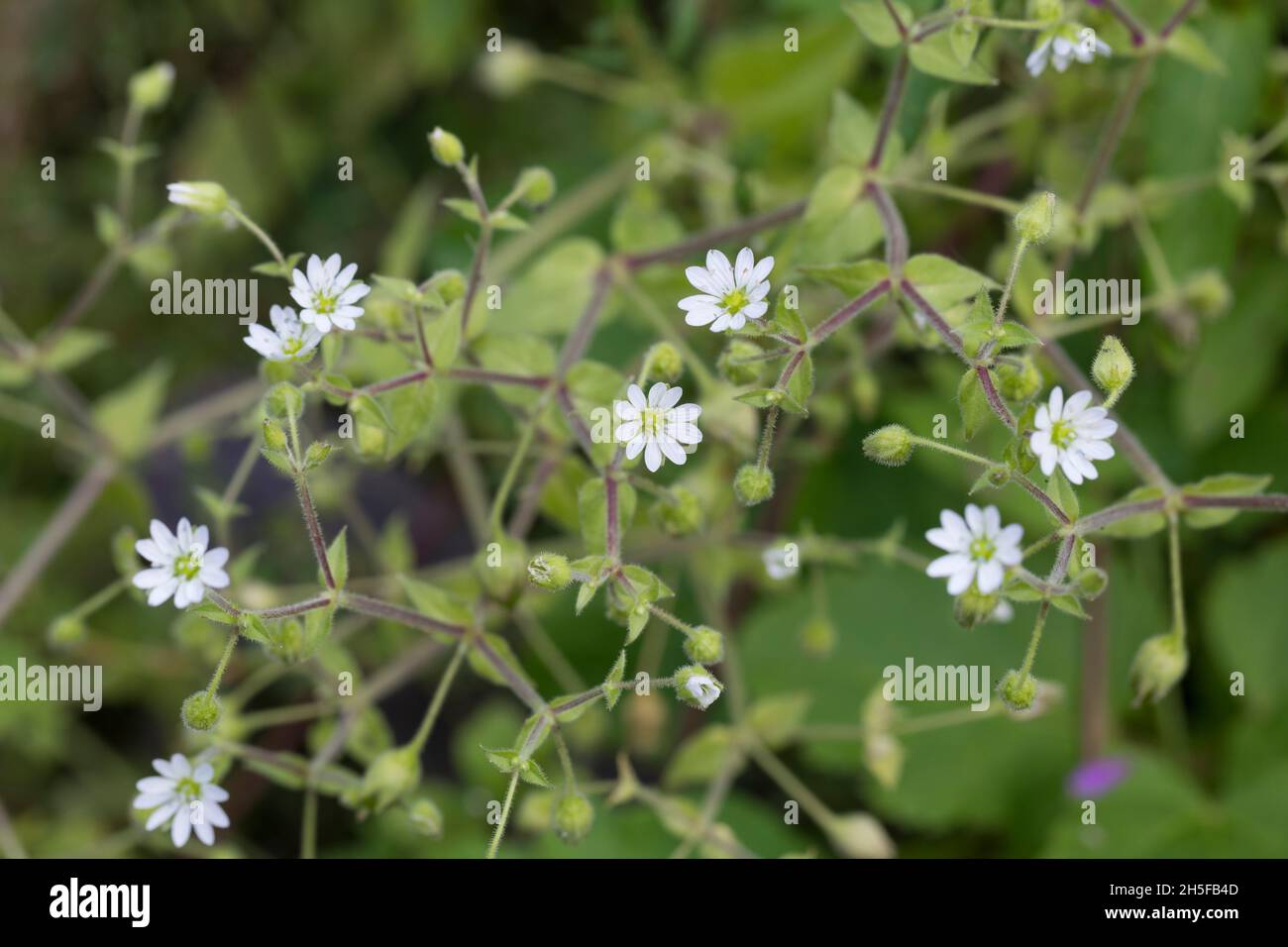 Gemeiner Wasserdarm, Wassermiere, Myosoton aquaticum, Ceraszio aquaticum, Stellaria aquatica, Malachium aquaticum, acqua di ceci, gigante di ceci, Foto Stock