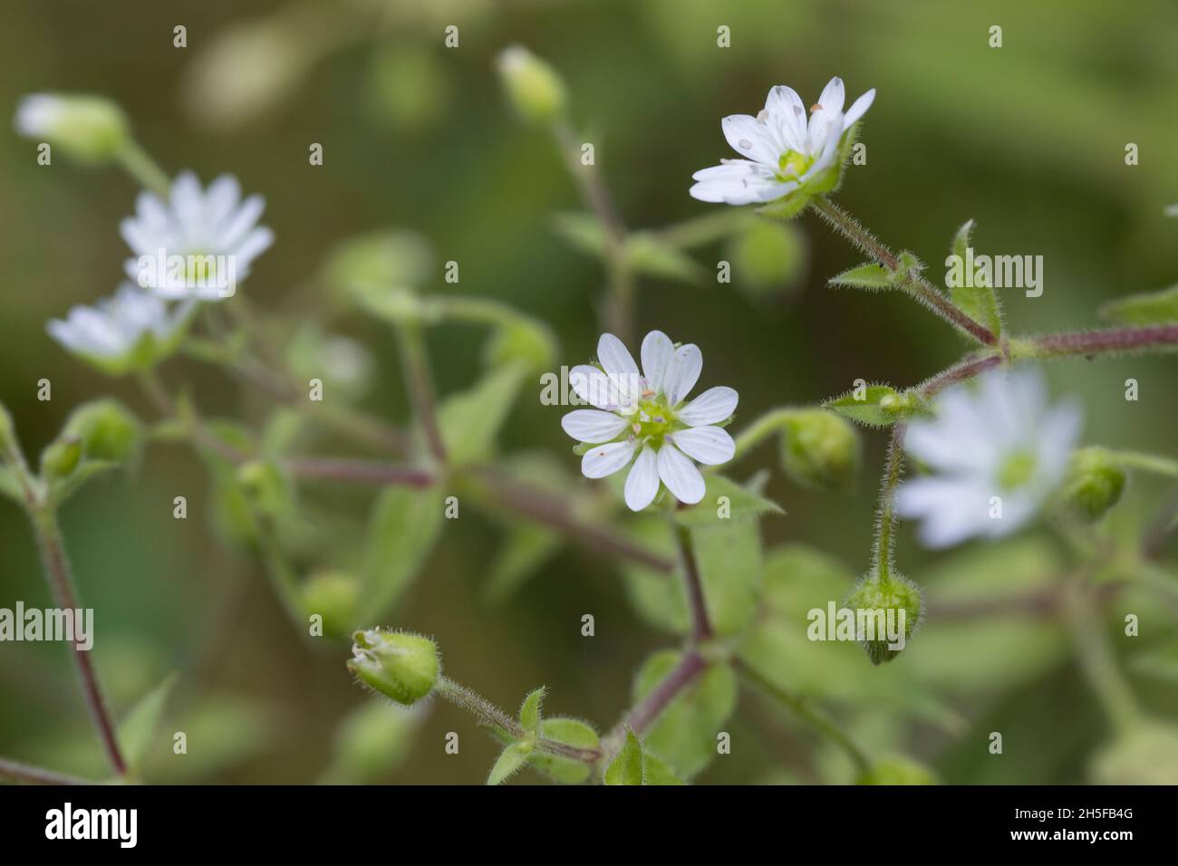 Gemeiner Wasserdarm, Wassermiere, Myosoton aquaticum, Ceraszio aquaticum, Stellaria aquatica, Malachium aquaticum, acqua di ceci, gigante di ceci, Foto Stock