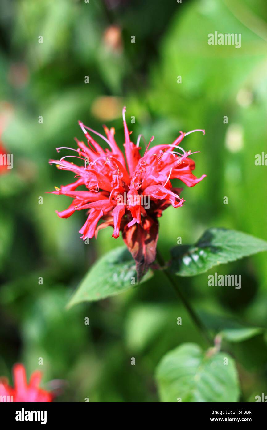 Rosso (Monarda Monarda didyma) fiore closeup Foto Stock