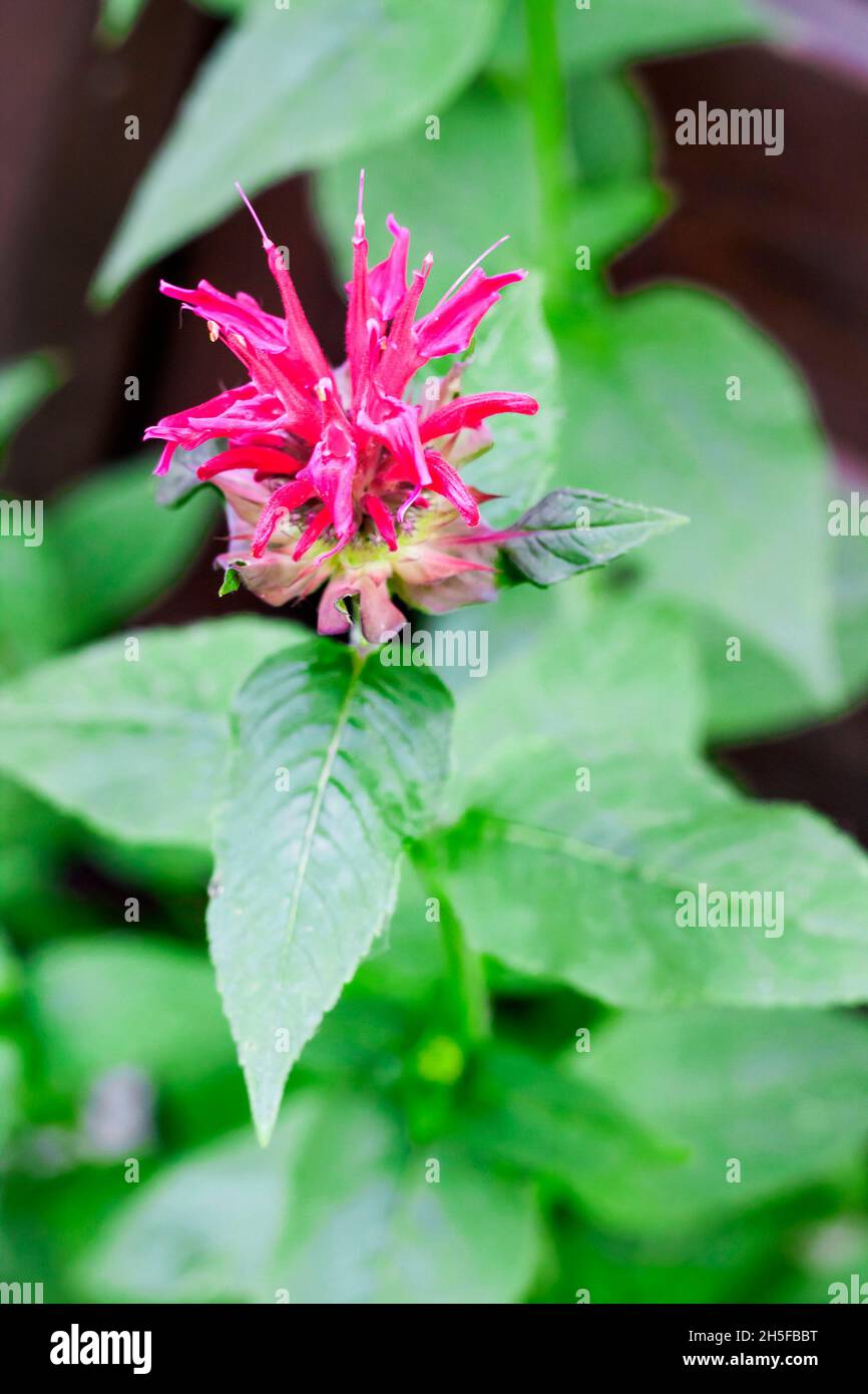 Porpora Monarda (Monarda didyma) fiore closeup Foto Stock