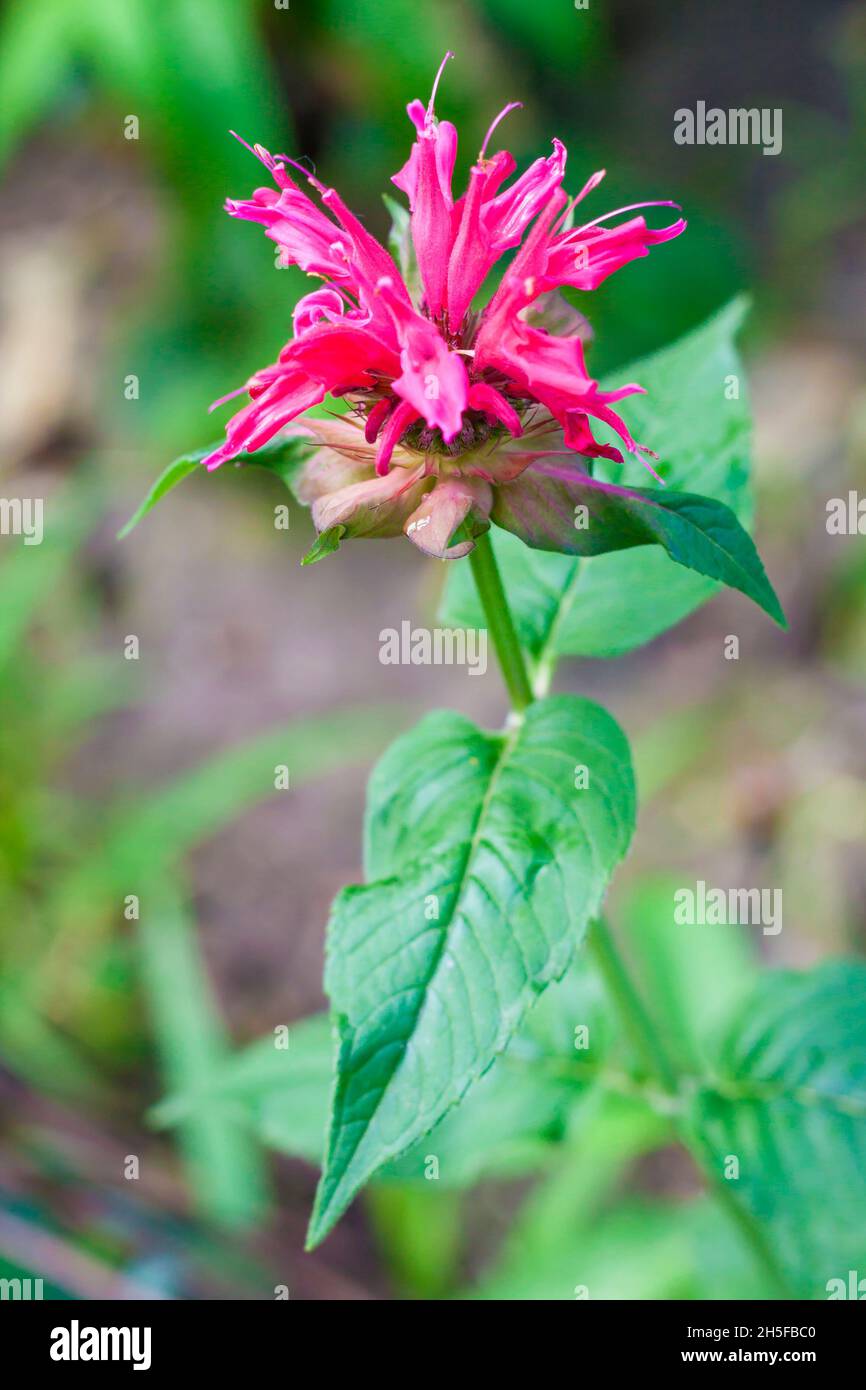 Il Monarda (Monarda didima) fiore primo piano Foto Stock