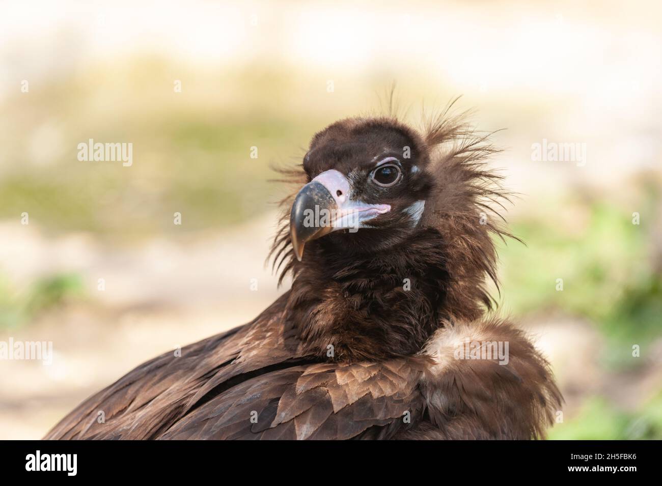 Ritratto di un avvoltoio cineale Aegypius monachus, è noto anche come avvoltoio Nero, Vultura Monk, o avvoltoio Nero Eurasiano. Foto Stock