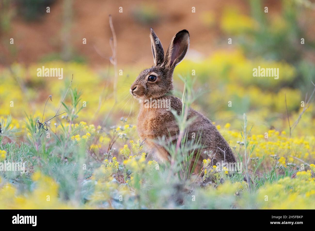 La lepre europea è seduta in erba. Lepus europaeus. Foto Stock