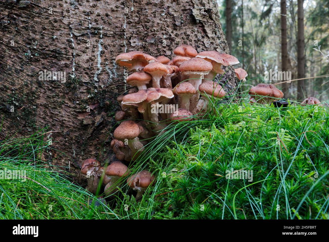 Gruppo di funghi di miele in muschio di muschio sul tronco di un albero di abete rosso Foto Stock