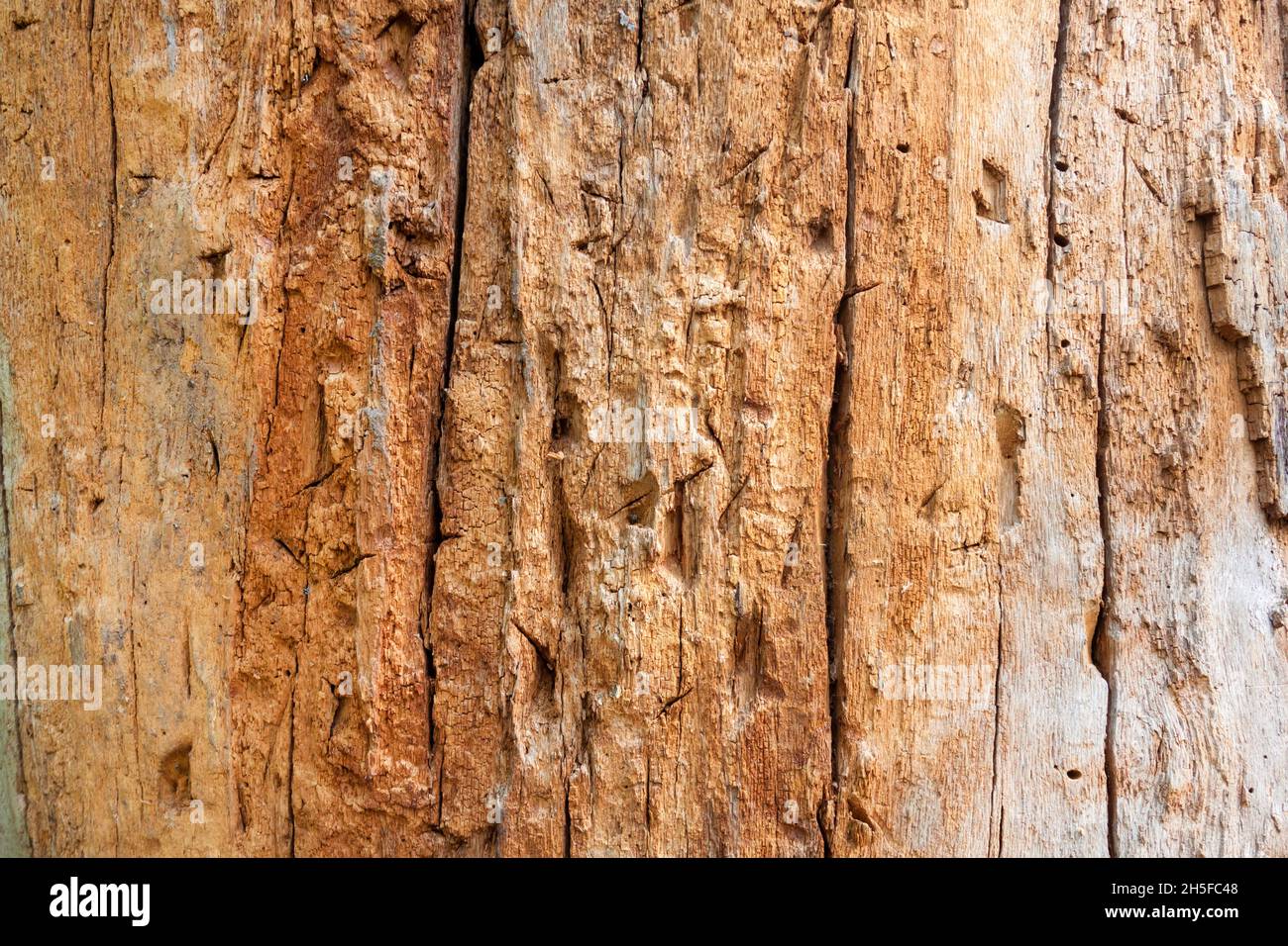 Primo piano di vecchio tronco di albero senza corteccia con segni di coltelli gettanti Foto Stock