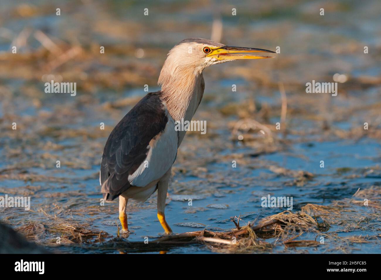 Piccolo bittero in piedi in acqua e alla ricerca di cibo. Ixobrychus minutus Foto Stock