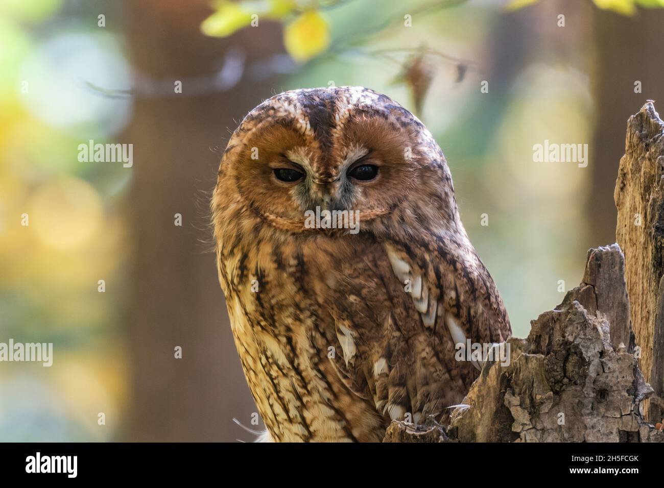Gufo tawny o gufo marrone Strix aluco siede su un tronco di albero rotto in una foresta d'autunno. Primo piano. Foto Stock