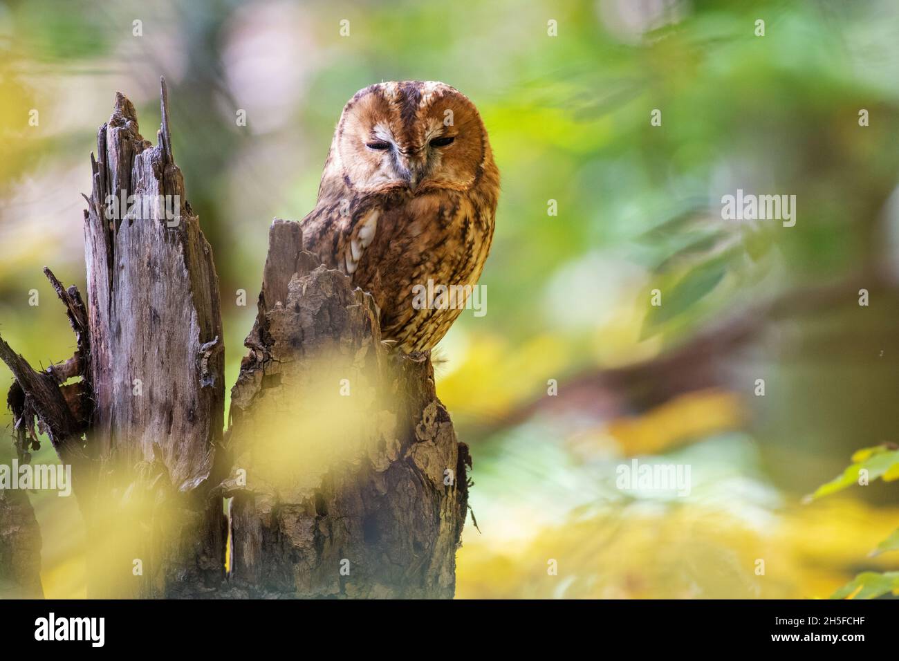 Gufo tawny o gufo marrone Strix aluco siede su un tronco di albero rotto in una foresta d'autunno. Primo piano. Foto Stock