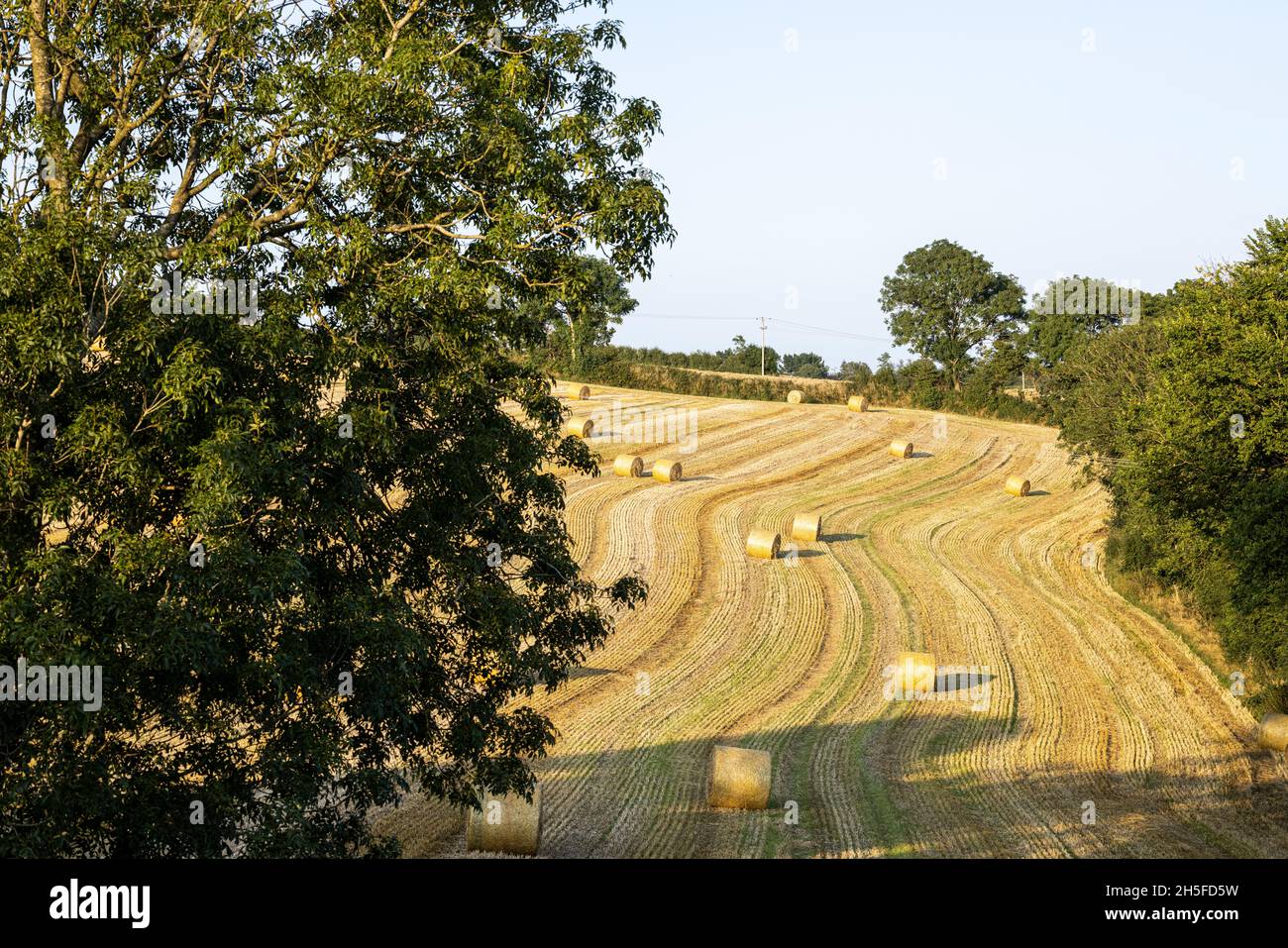 Balle rotolate di paglia in un campo fresco con sole serale a Kinsale, County Cork, Irlanda Foto Stock