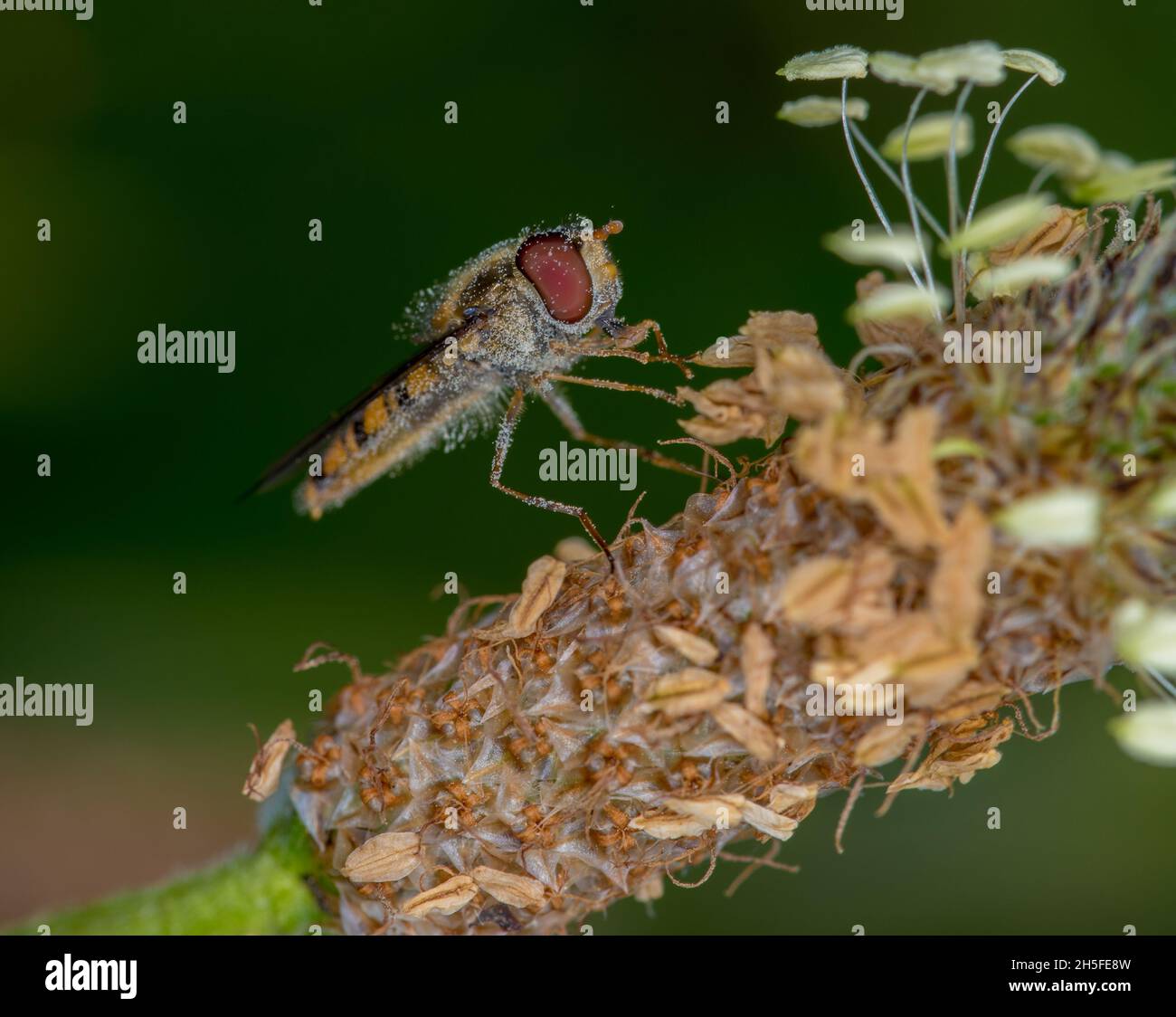 Diptero posto sulla pianta contribuisce all'impollinazione. Foto Stock