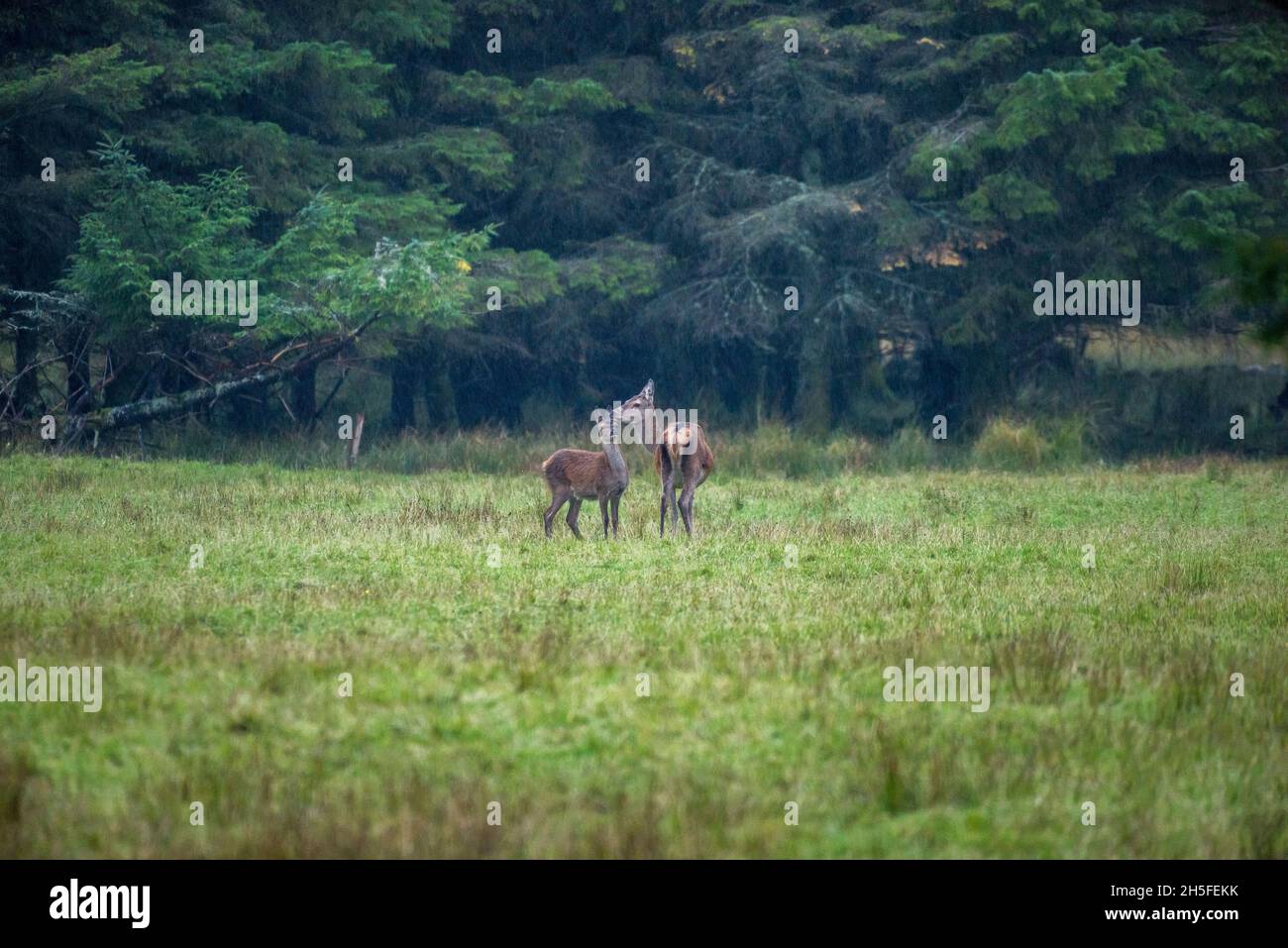 Il giovane cervo rosso scottava e madre fuori nel selvaggio delle Highlands scozzesi pioggia tempo Foto Stock