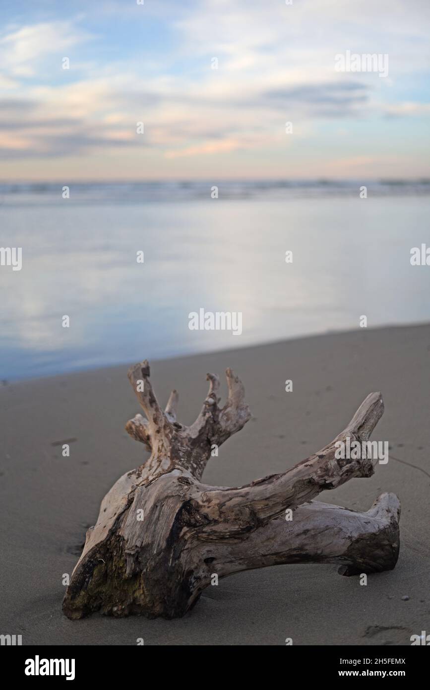 Ramo portato alla spiaggia dalla tempesta Foto Stock