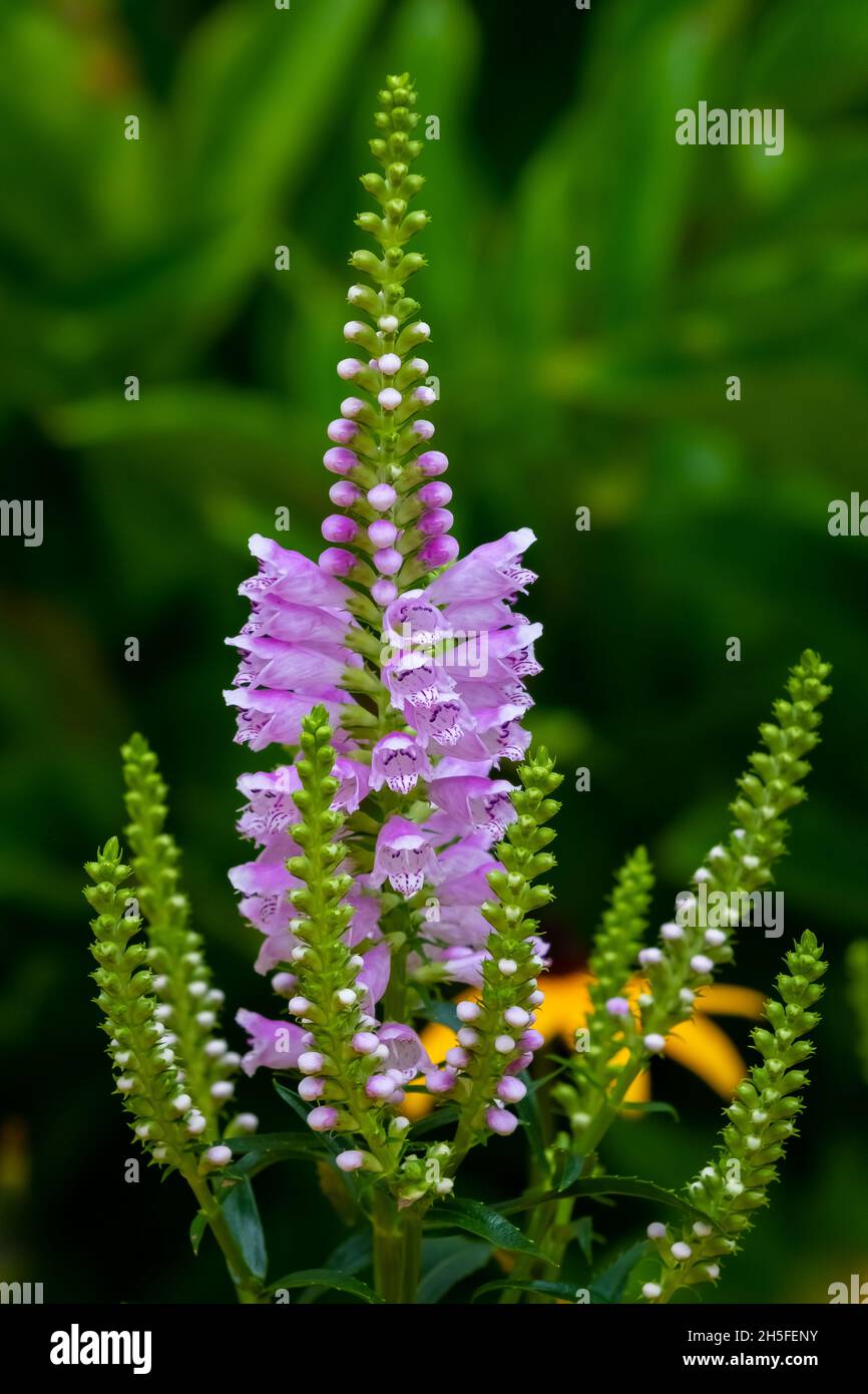 Pianta obbediente (Physostegia virginiana) aka Falso Dragonhead - macro, estate pomeriggio sole Foto Stock