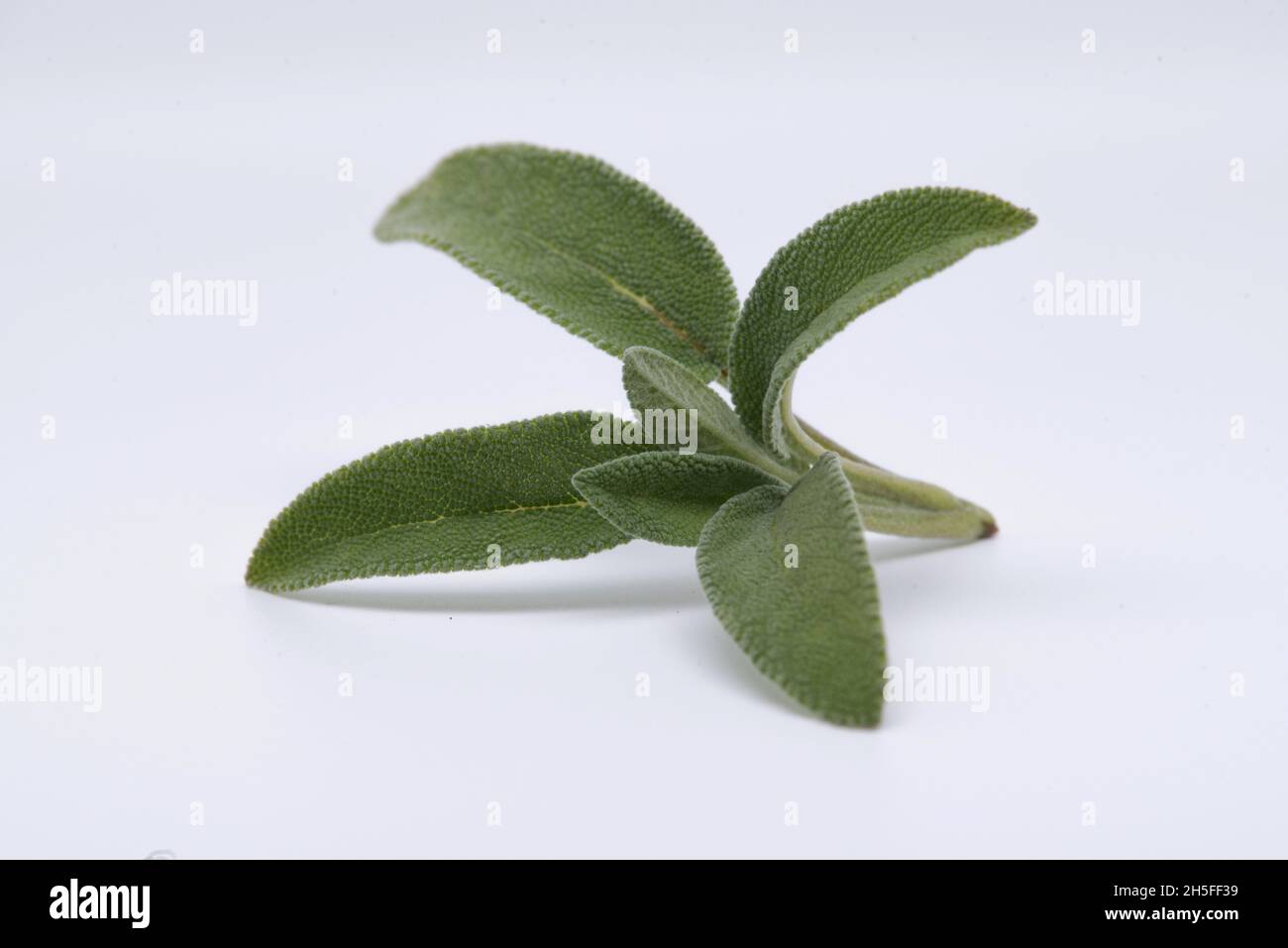 Filone di salvia comune, pianta erbacea perenne aromatica, famiglia Lamiaceae. Foto Stock