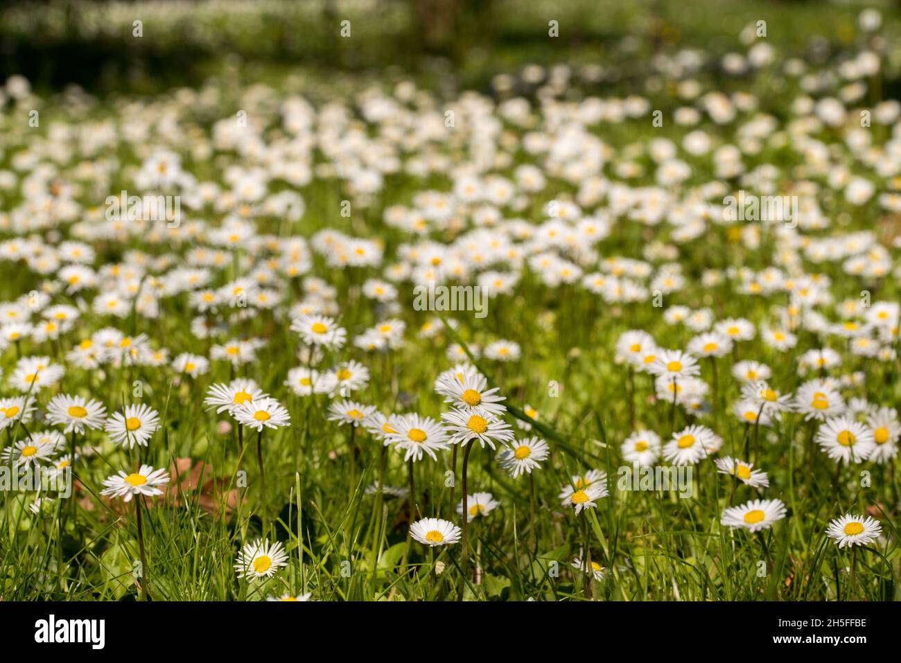 Molla. Le margherite tornano a colorare il giardino. Foto Stock