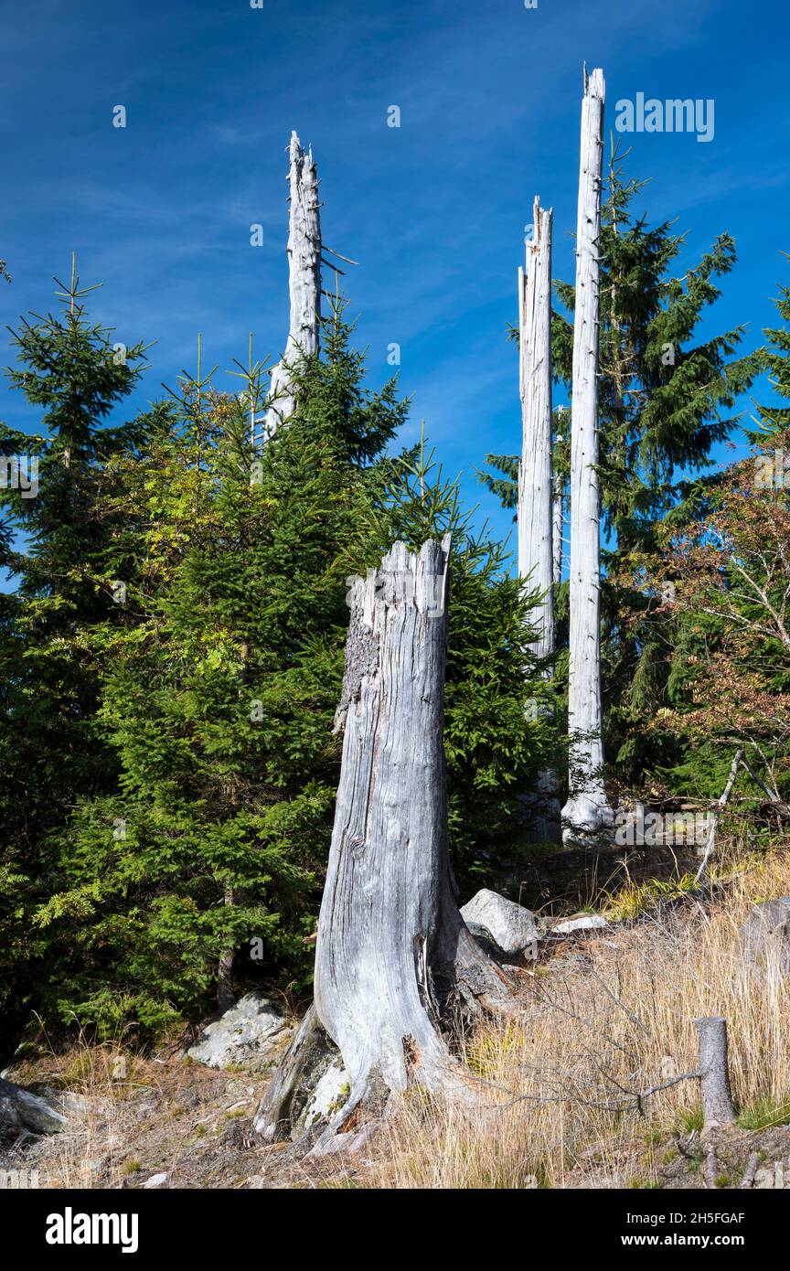 Auf dem Dreisesselberg im Naturschutzgebiet Hochwald des Bayerischen Waldes in der Gem. Freyung-Grafenau am 01-10.2021. Didascalia locale *** la B Foto Stock