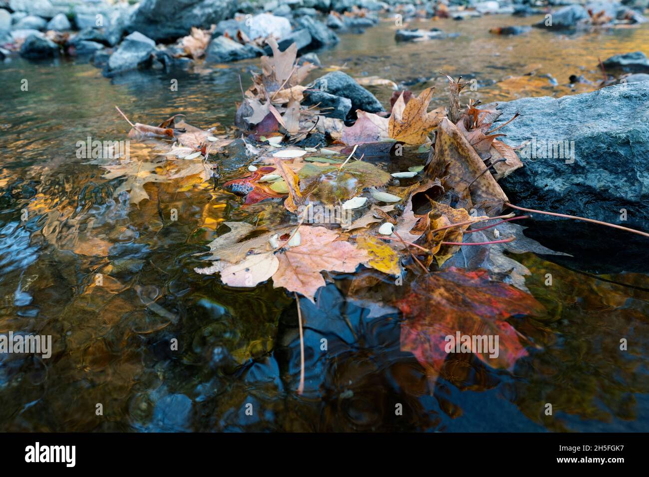 Autunno, foglie di caduta galleggianti sull'acqua, colori di caduta, foglie di acero Foto Stock