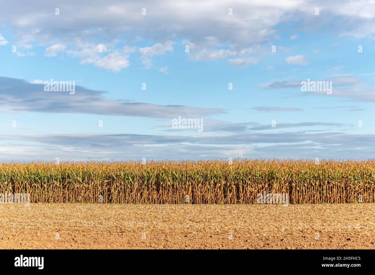 Campi agricoli in autunno, campi di mais. Alsazia, Francia. Foto Stock