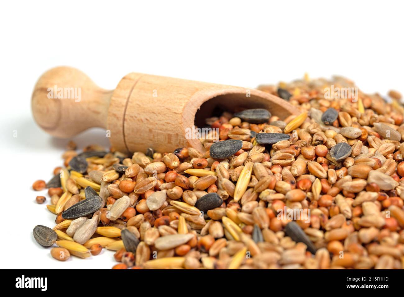 Alimentazione invernale mista per uccelli su sfondo bianco Foto Stock