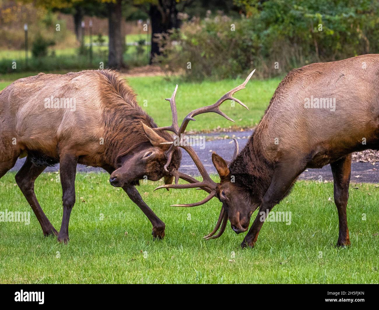 Two Elk o Manitoban Elk sparring vicino al Centro visitatori Oconaluftee nel Parco Nazionale delle Great Smoky Mountains nel North Carolina USA Foto Stock