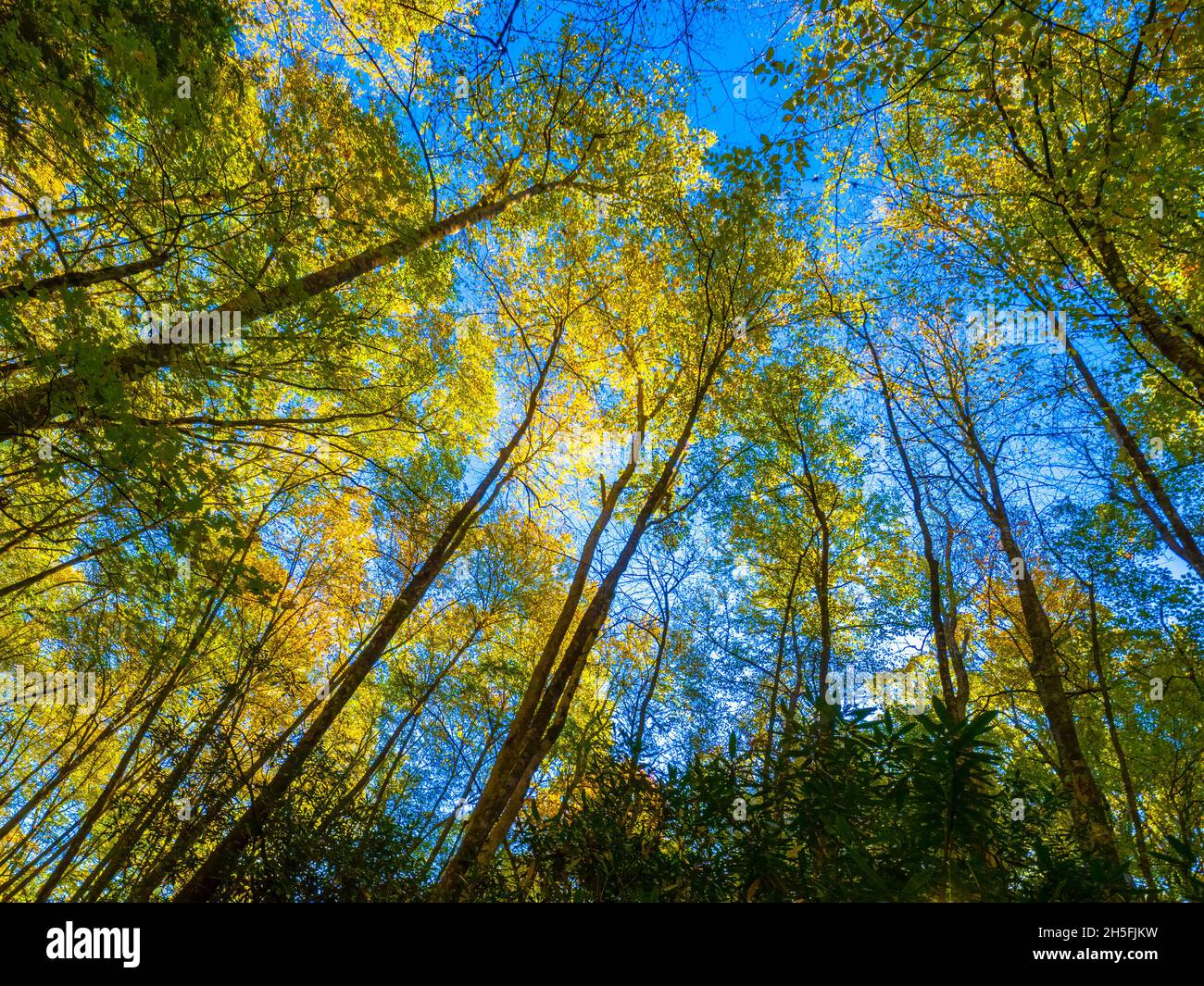 Guardando in su in alberi colorati di inizio caduta con cielo blu nel Parco Nazionale delle Great Smoky Mountains nel Nord Caroilina Stati Uniti Foto Stock