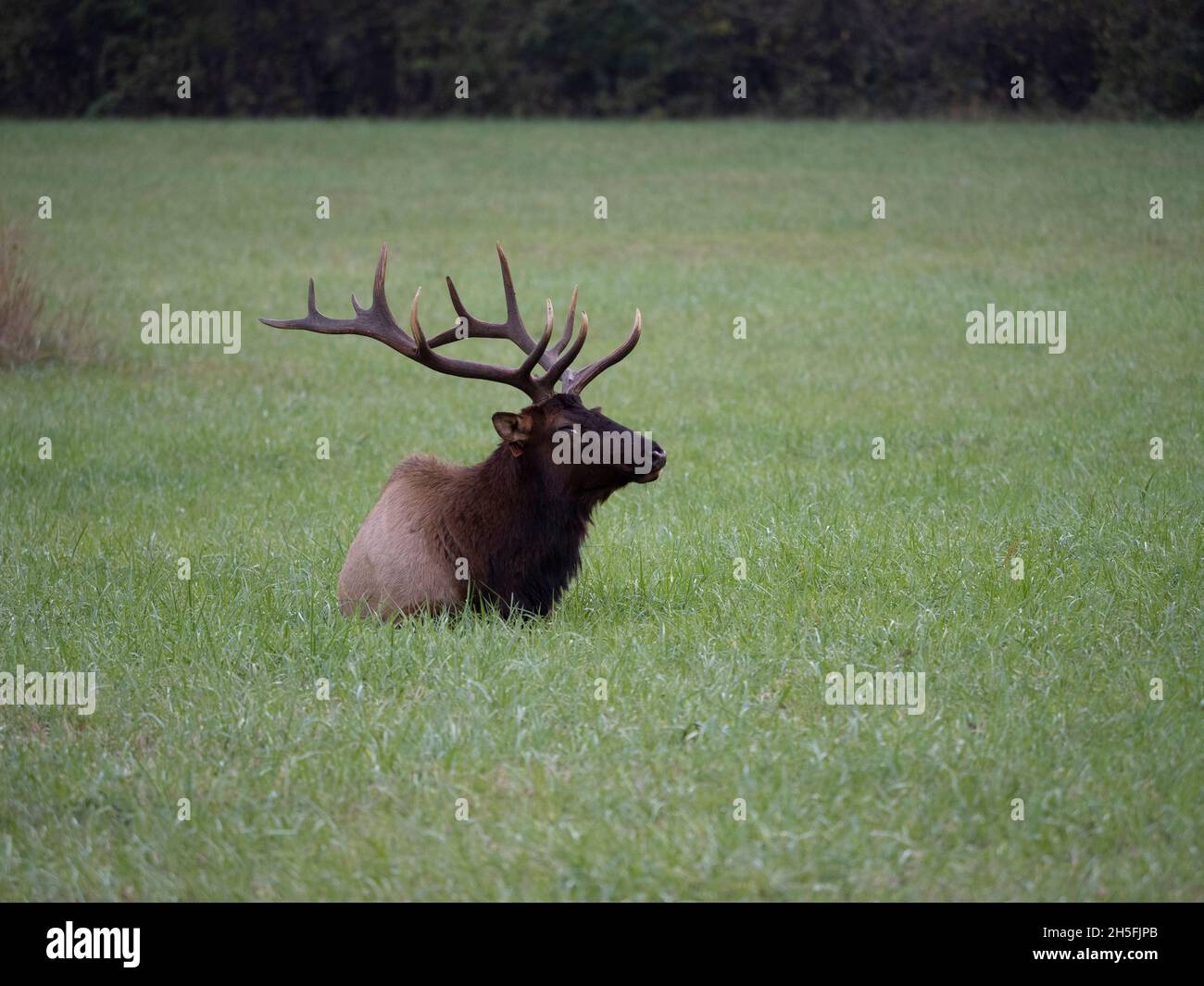 Un singolo maschio Elk o Manitoban Elk, in un campo vicino al Centro visitatori Oconaluftee nel Parco Nazionale delle Great Smoky Mountains nel North Carolina USA Foto Stock