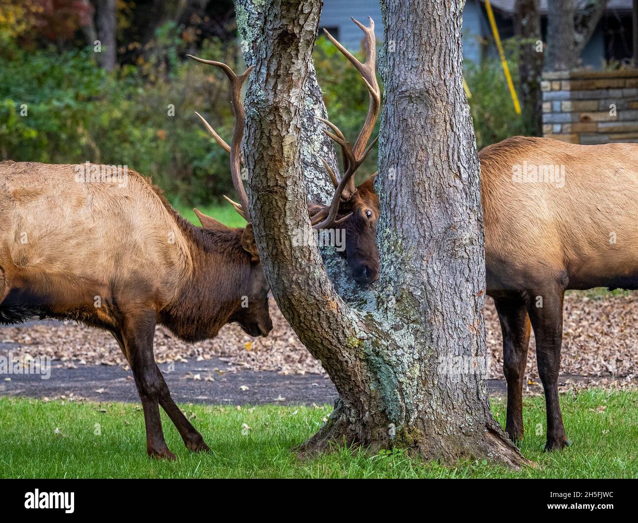Two Elk o Manitoban Elk sparring vicino al Centro visitatori Oconaluftee nel Parco Nazionale delle Great Smoky Mountains nel North Carolina USA Foto Stock
