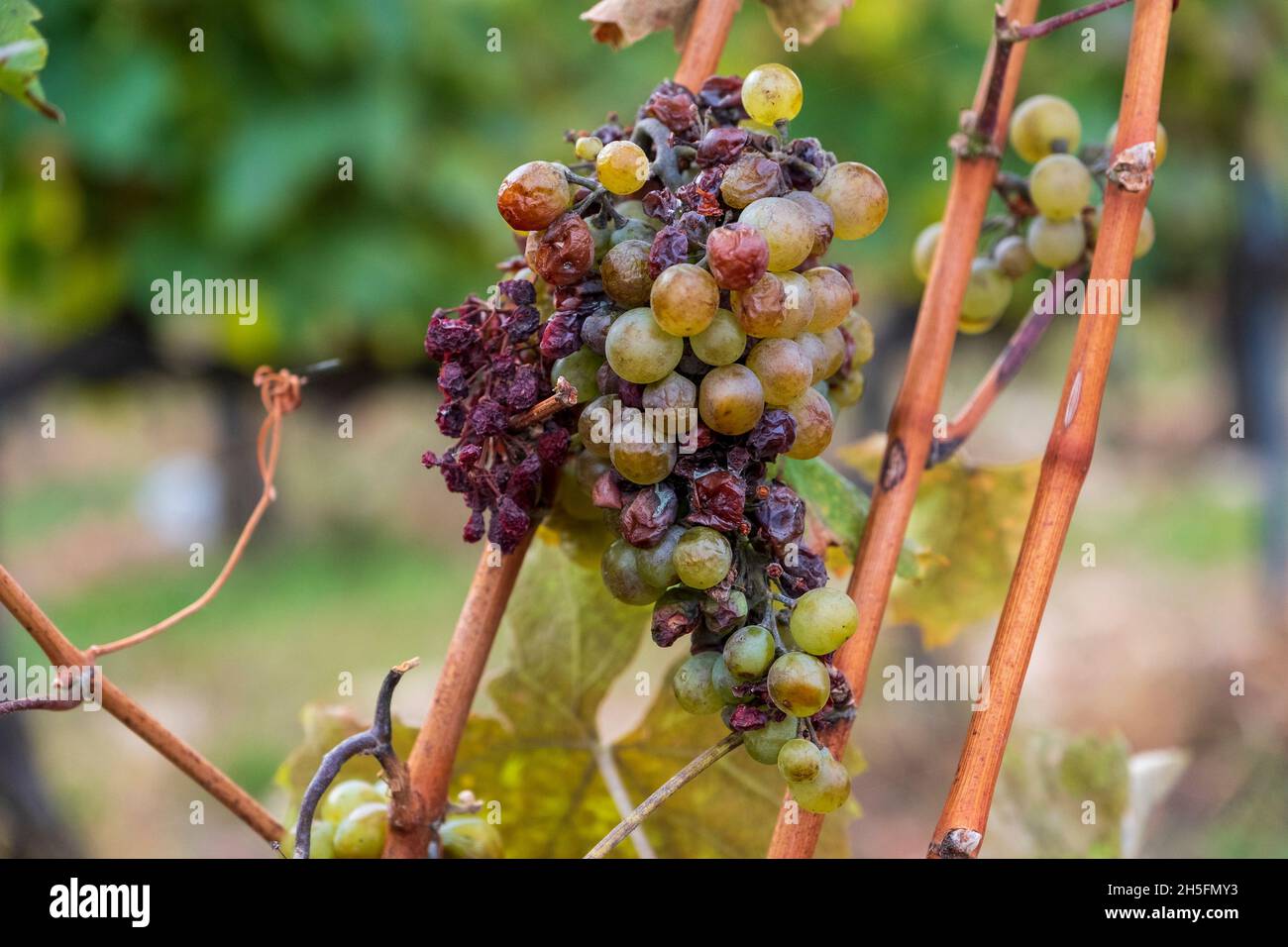 Uva presso l'azienda vinicola Disznoko, regione di Tokaj, Ungheria Foto Stock