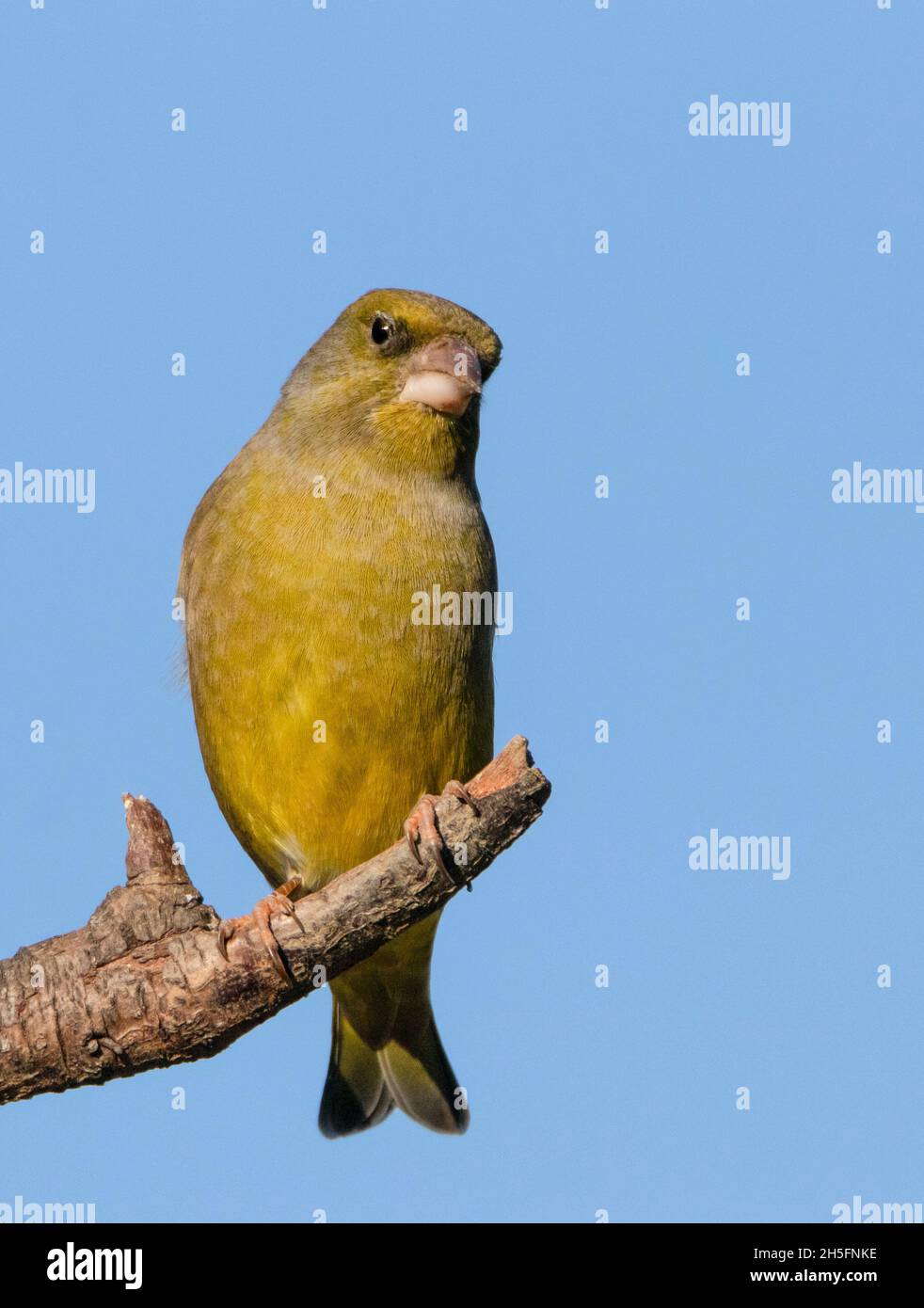 Verdfinch, Chloris Chloris, arroccato su un Giardino britannico , Estate 2021 Foto Stock