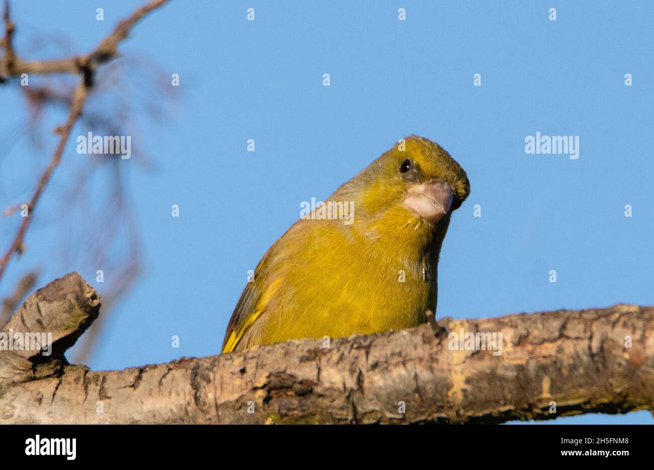 Verdfinch, Chloris Chloris, arroccato su un Giardino britannico , Estate 2021 Foto Stock