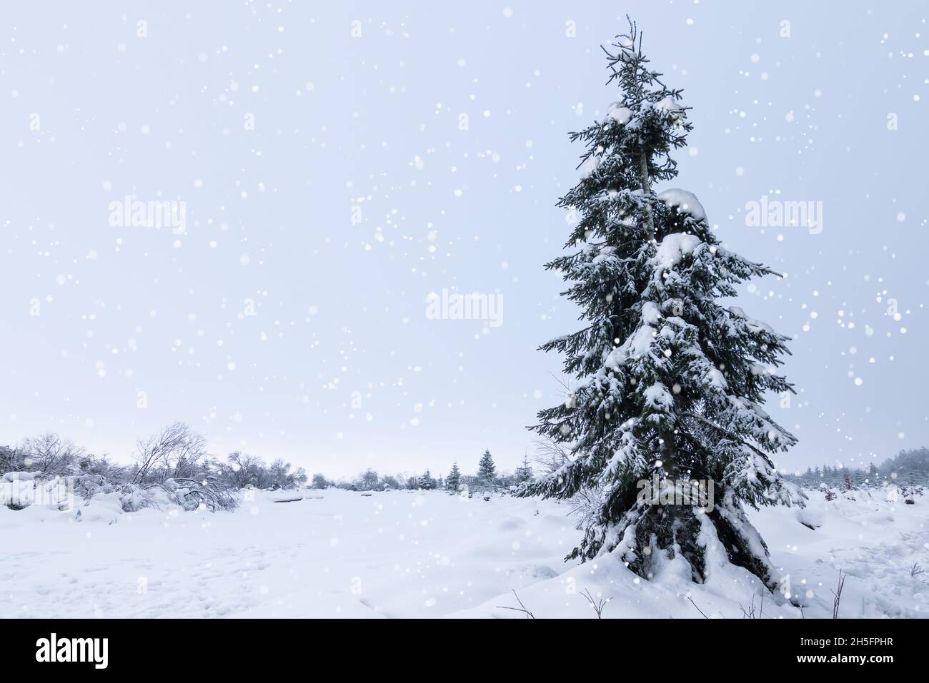 Paesaggio invernale con coperta di neve albero. Foto Stock