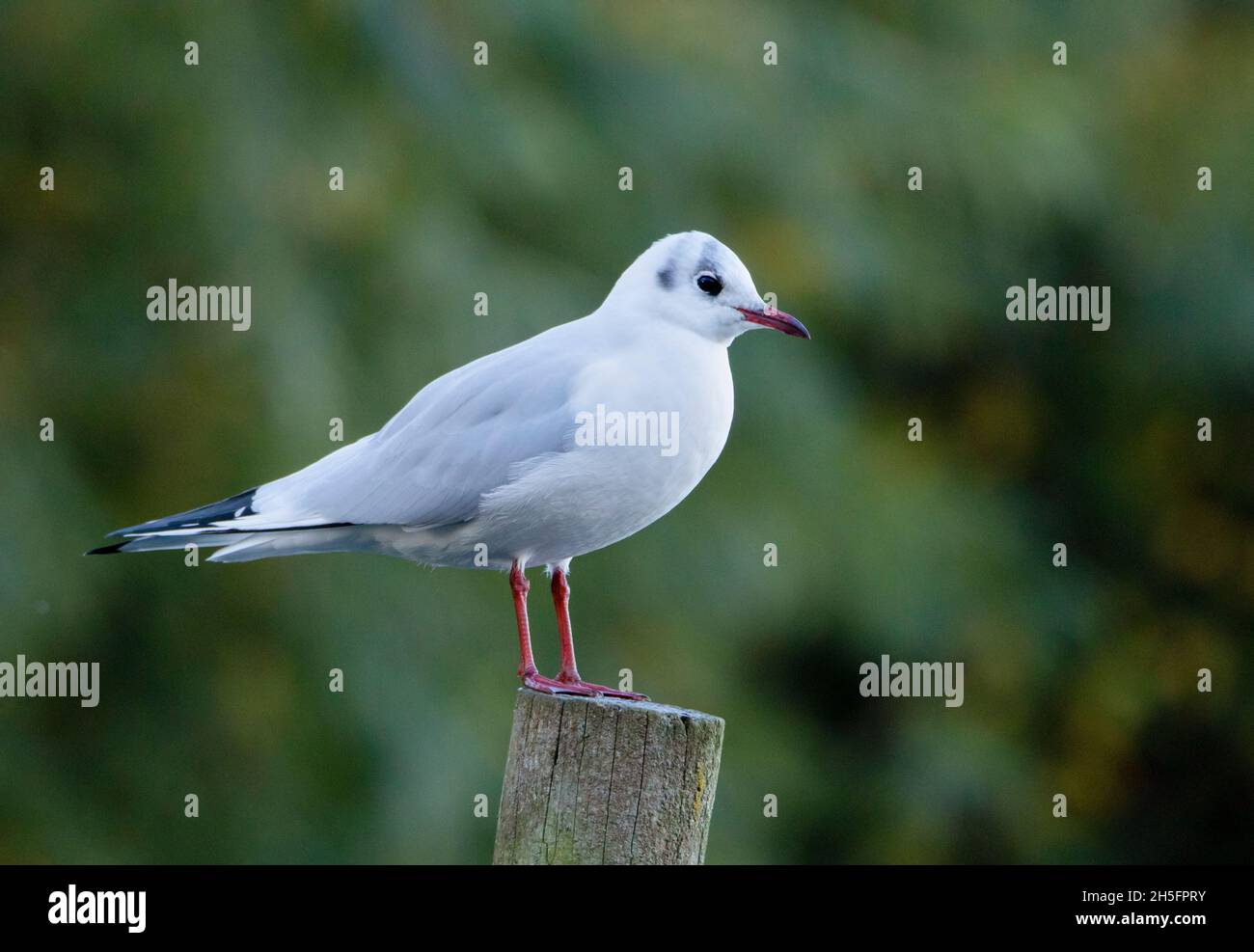 Gabbiano a testa nera, Chromicocephalus, Foto Stock
