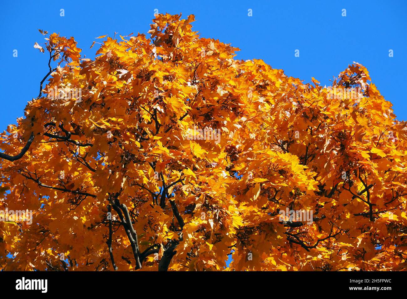 Acero, Ahorne, Acer sp., juhar, Budapest, Ungheria, Magyarország, Europa Foto Stock