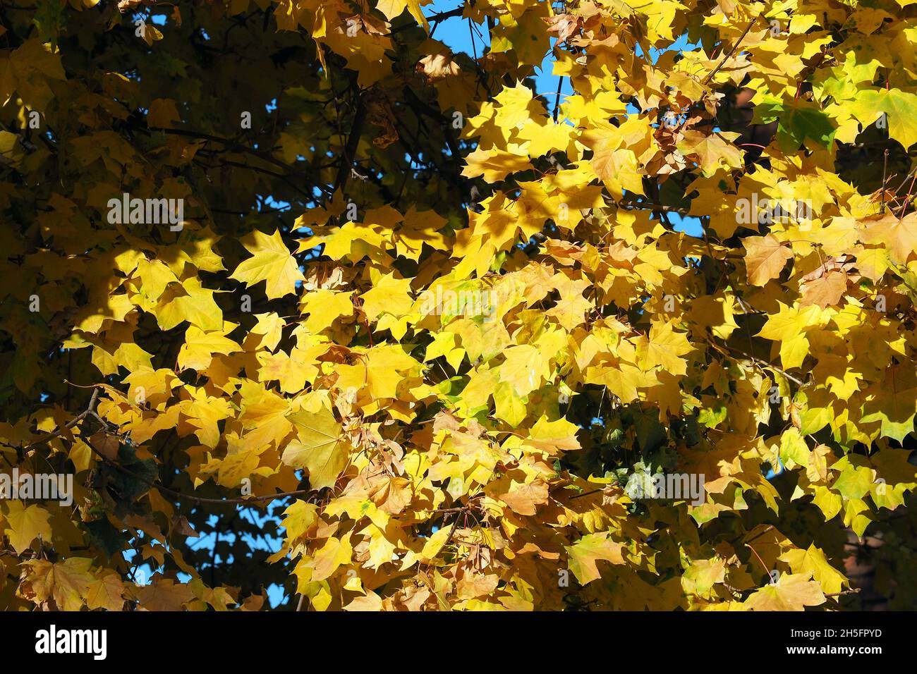 Acero, Ahorne, Acer sp., juhar, Budapest, Ungheria, Magyarország, Europa Foto Stock