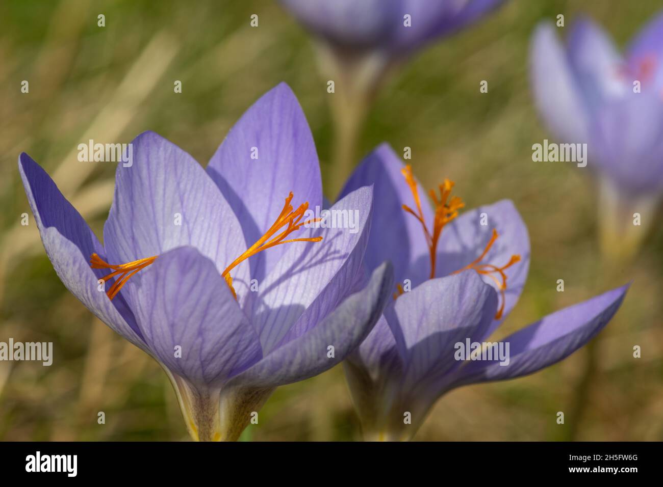 Primo piano di Biebersteins crocus (crocus speciosus) fiori in fiore Foto Stock