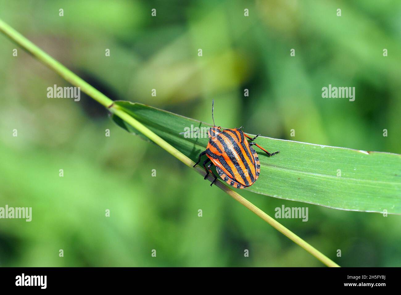 Striped bug, Streifenwanze, Graphosoma lineatum, csíkos pajzsospologska, Budapest, Ungheria, Magyarország, Europa Foto Stock
