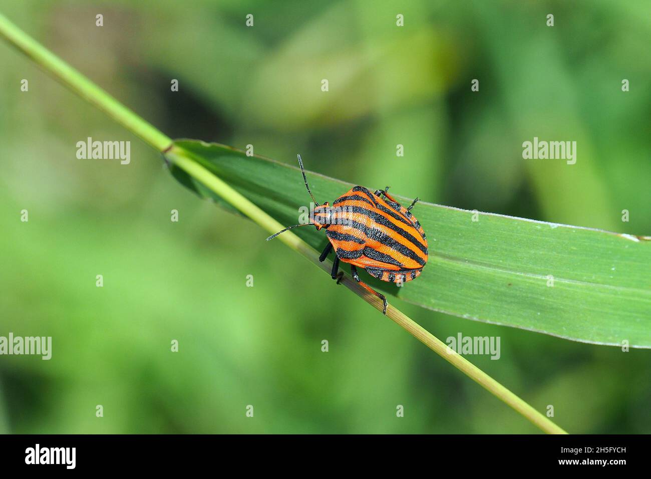 Striped bug, Streifenwanze, Graphosoma lineatum, csíkos pajzsospologska, Budapest, Ungheria, Magyarország, Europa Foto Stock