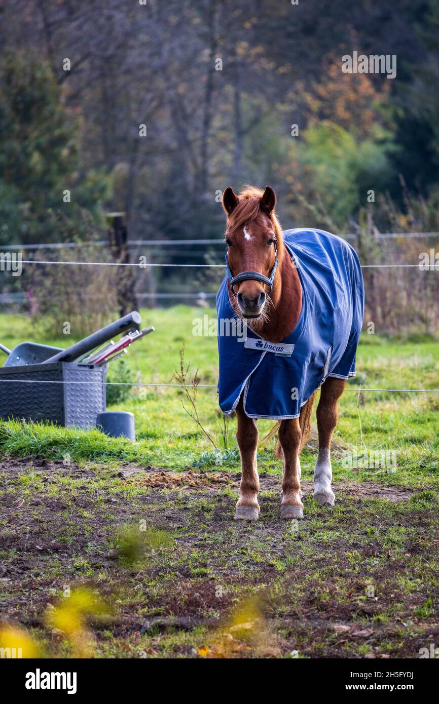 Cavallo di castagno con coperta invernale in un paddock, Essen, Germania Foto Stock